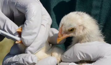 China detecta primer caso humano de gripe aviar H3N8